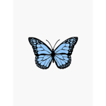 Blush Butterflies