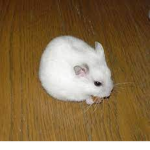 hamster fan club yay