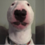 The best dog ever