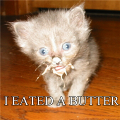 funny cat Roblox decal