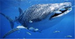 whalesharks