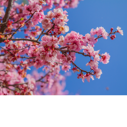 Blossom forest