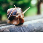 Snail Homestore <3