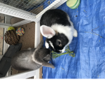 Yo rabbit