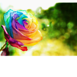 rainbow rose roblox