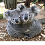 Just_Koala