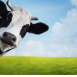 Demented Cowz!