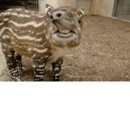 :D