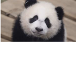 #team panda.