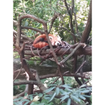 Red Panda Transportation Authority