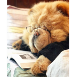 Teddy bears rule the earth