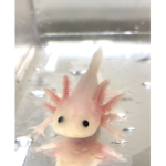 the strong blue axolotl group