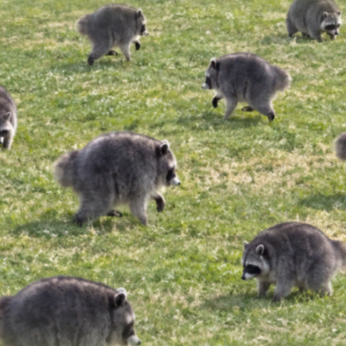 Jimothy the Raccoon Meme Background
