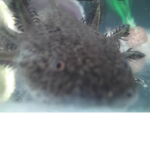 If you like axolotl to come here become an axolotl