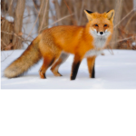 Foxy iñ soxx