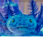 Blue axolotl squad
