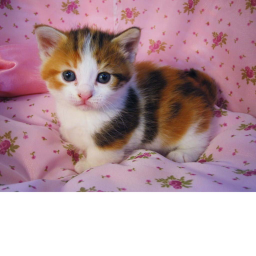 Cat Kill