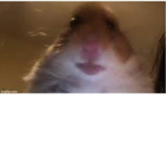 Staring Hamster united
