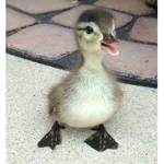AMAZING DUCK DRAMA