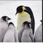Pinguin_ Gang_