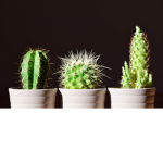 cactus school