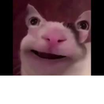TheCatFanGroup