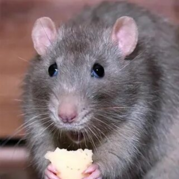 Cheese Escape chapter 4