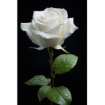 -*Pure White*-