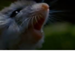 Mice Men