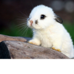 Daisy the bunbun