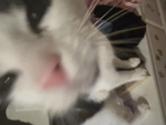 CatP