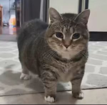 oi cat group