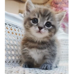 kittys #### #