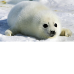 Seals United (official)