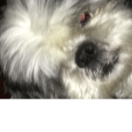 Pupscute