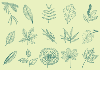 The Aesthetic Leaf Hangout!