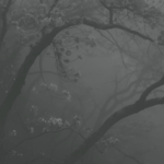 『ＧＲＡＹＣＯＲＥ』// SERVERS