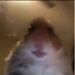 Cat international spy