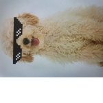 Dogluxxxz Fan group