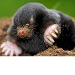 THE MOLE ARMY .