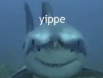Shark family pack