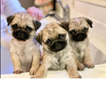 Pug Fans for life