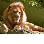 epic lion club