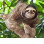 Spectacular Sloths