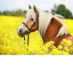High Meadows Riding School