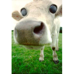 SCARY cow house