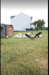 goose gang:)