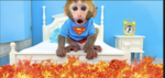monkey gang 100% not fake