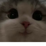 Super bro cat