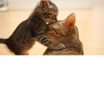 Cat's Cutest Moments